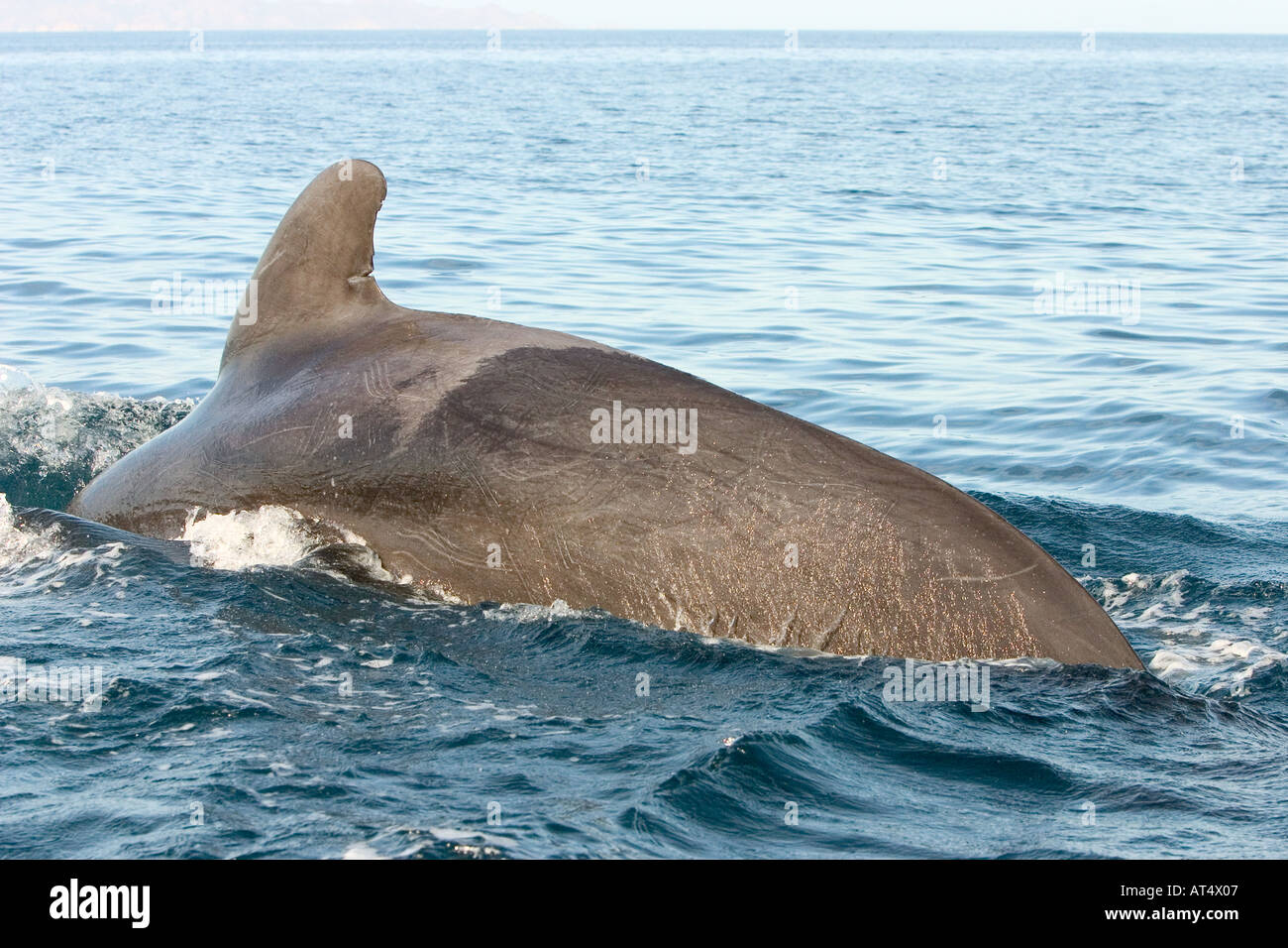 Humpback whale free dive hi-res stock photography and images - Alamy