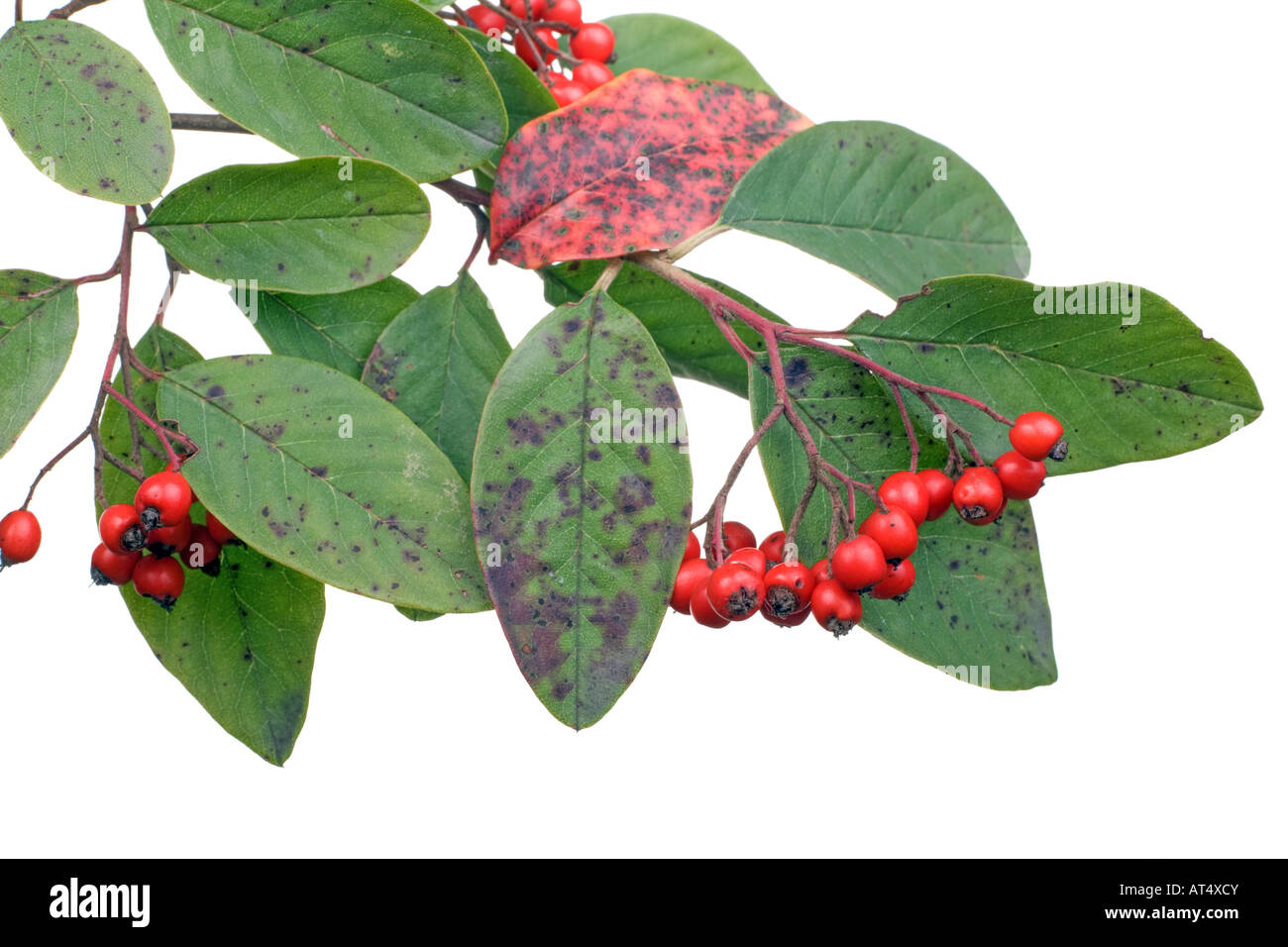 cotoneaster branch with berries isolated on white Stock Photo