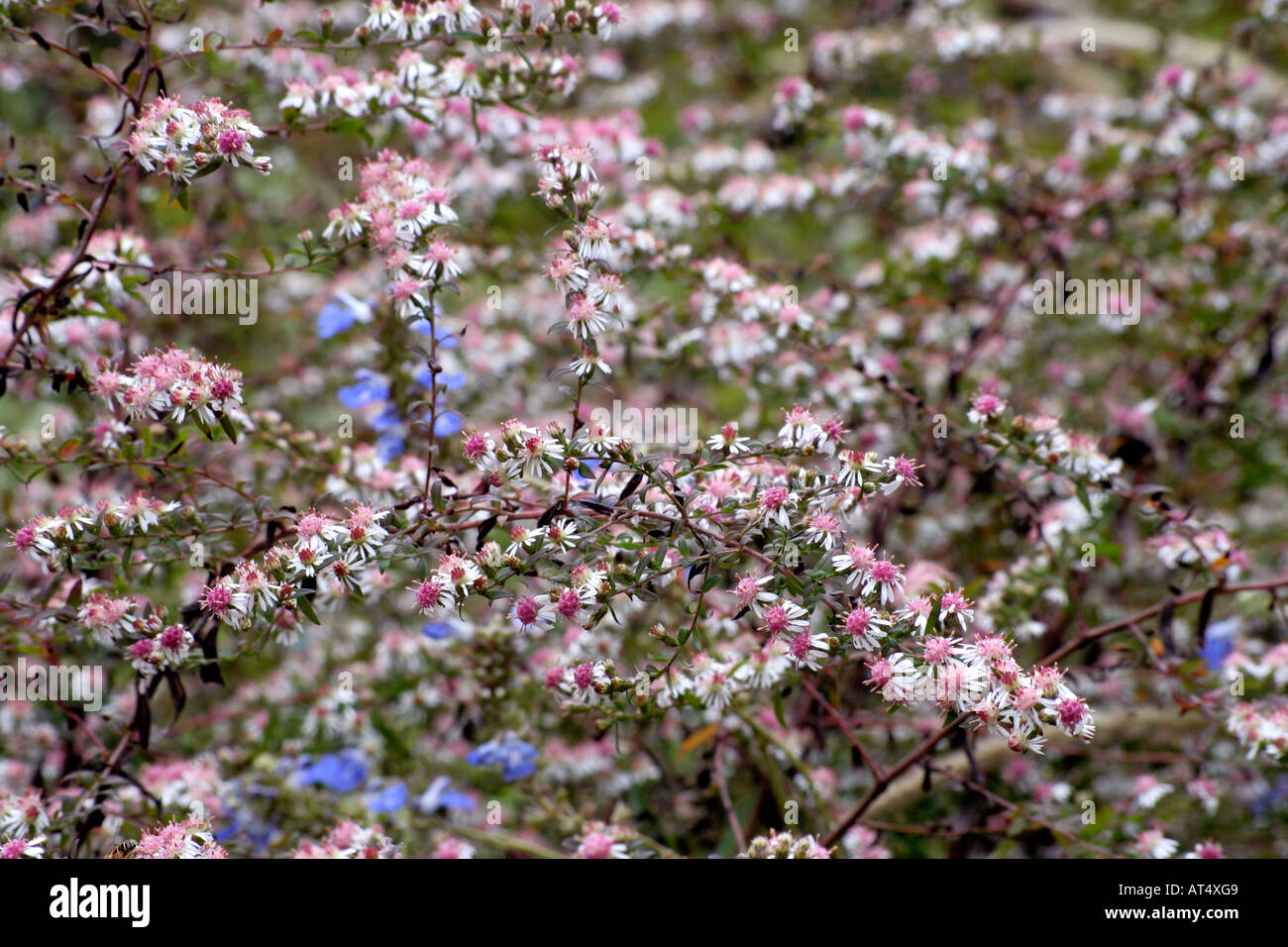 Aster lateriflorus Lady in Black Stock Photo
