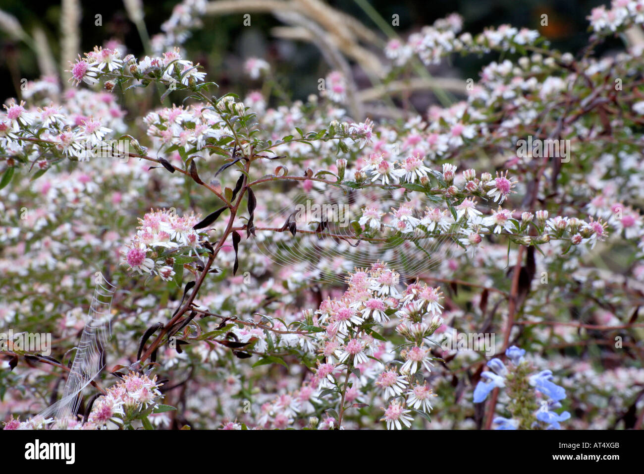 Aster lateriflorus Lady In Black during October Stock Photo