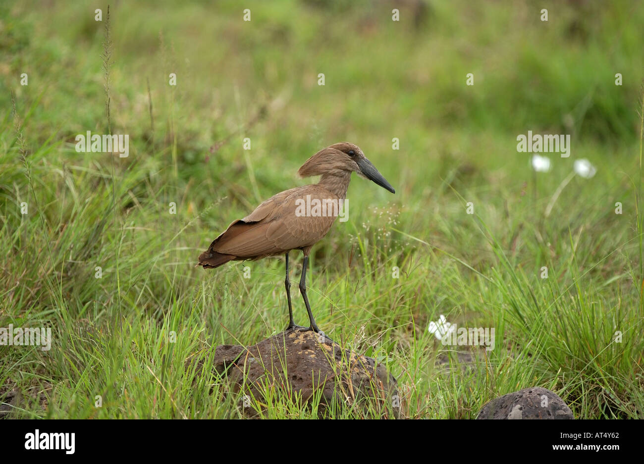 Hamerkop Scopus umbretta Masaii Mara Kenya Stock Photo