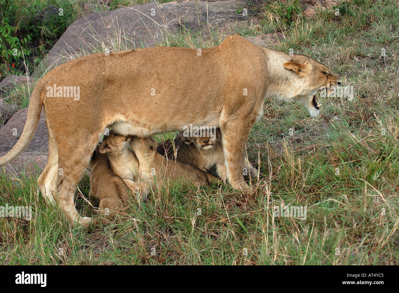 Lioness Panthera leo suckling cubs Masaii Mara Kenya Stock Photo