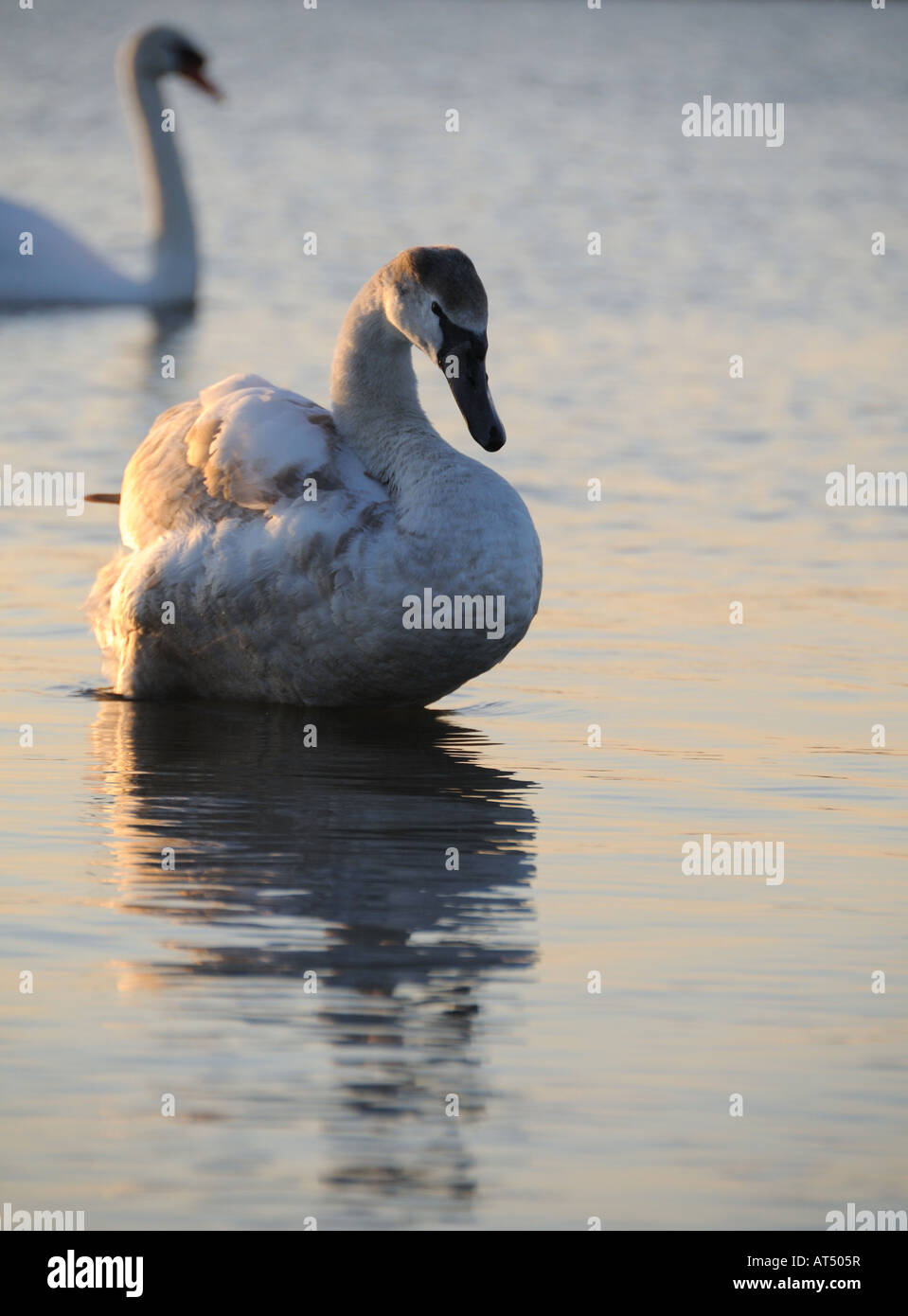 Young mute swan Stock Photo