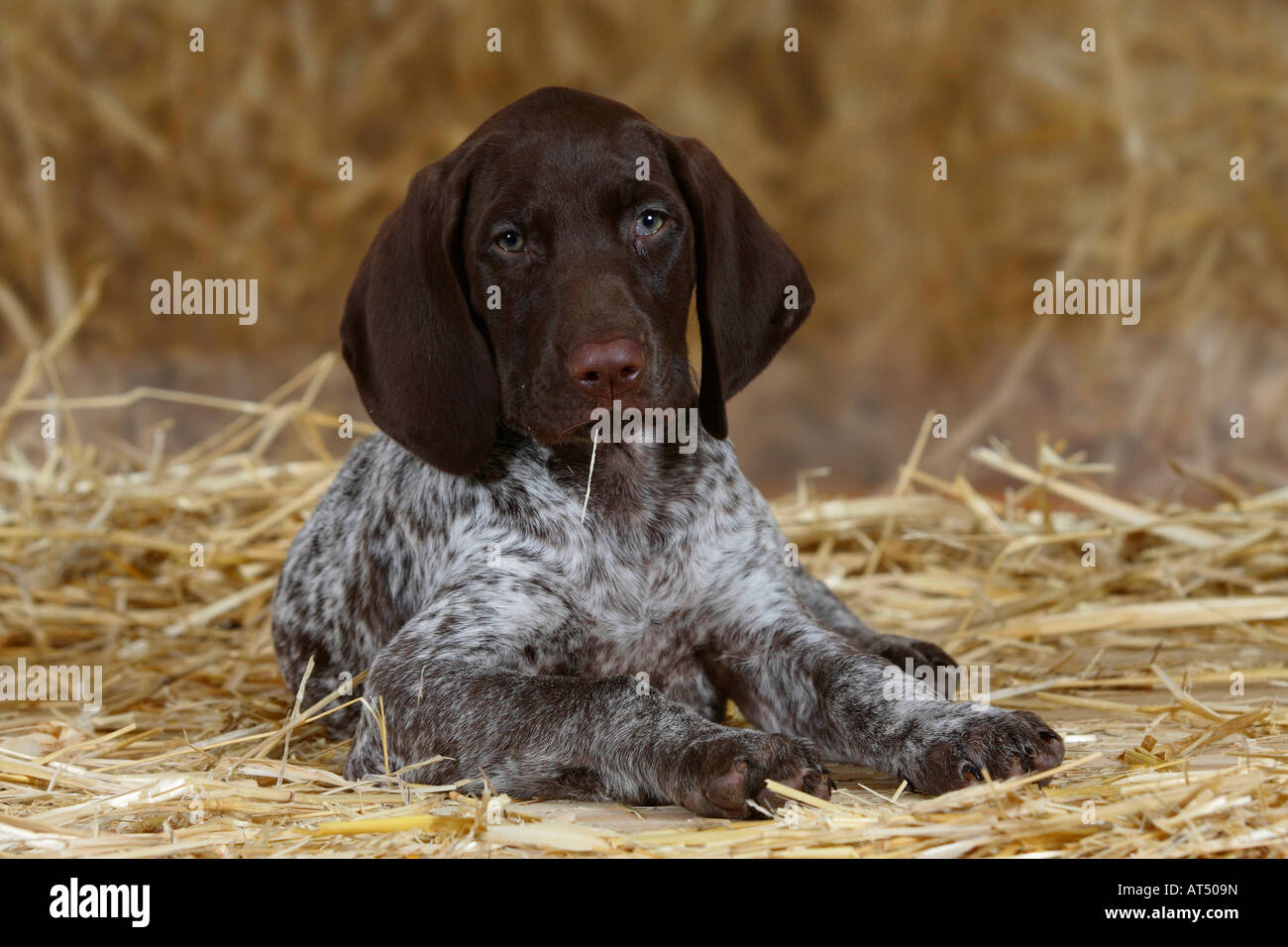 German Shorthaired Pointer puppy 9 weeks Stock Photo - Alamy