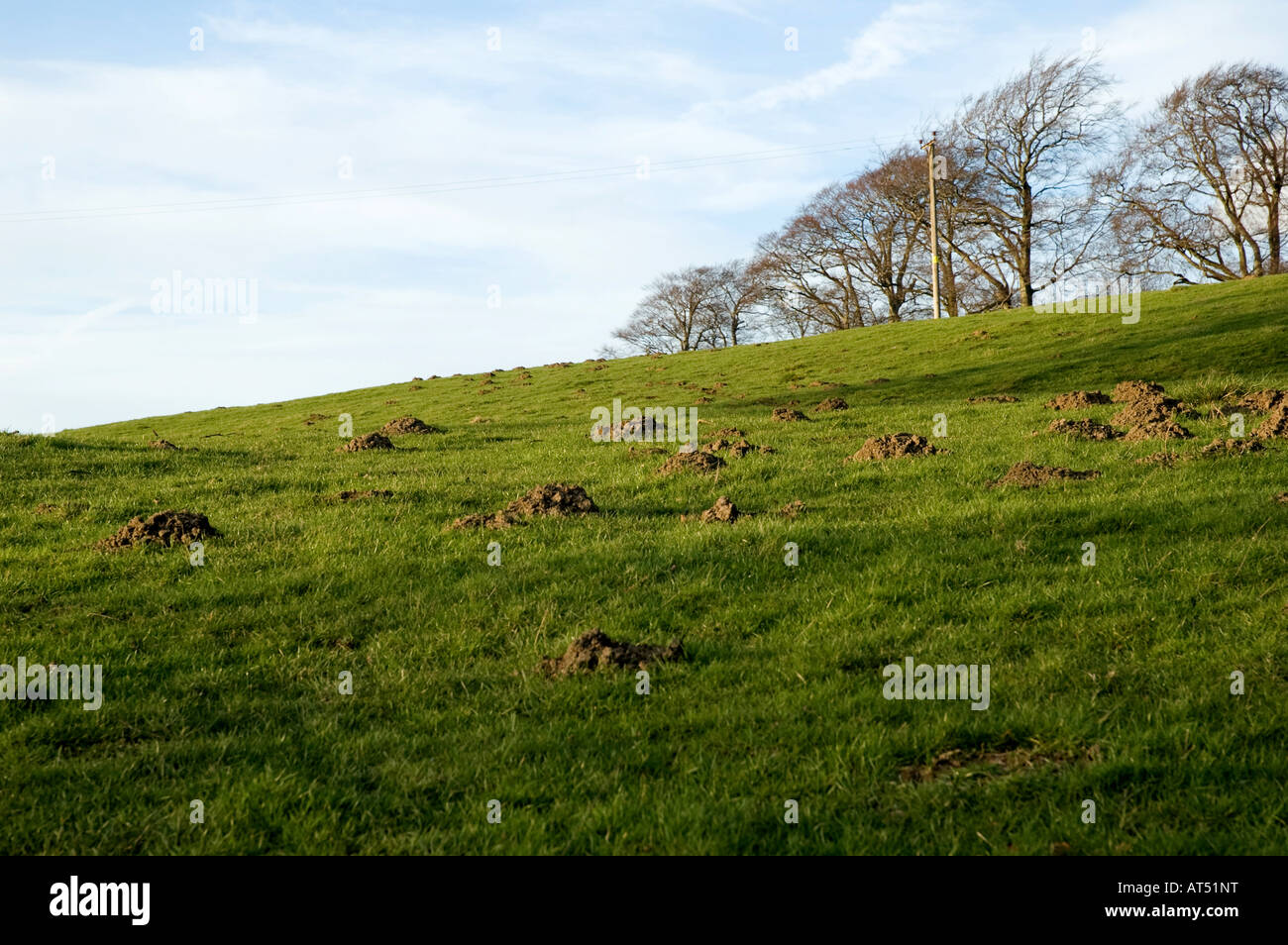 Molehills in field Stock Photo