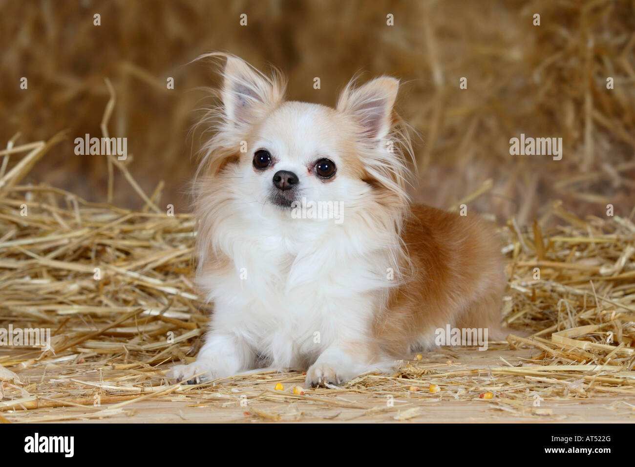 Chihuahua longhaired 8 years old Stock Photo
