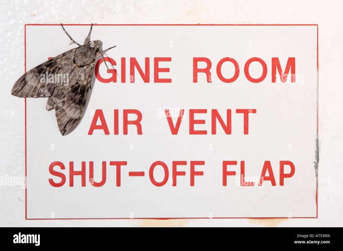 Hawk moth on ship signage, Kimberley coast, Western Australia Stock Photo