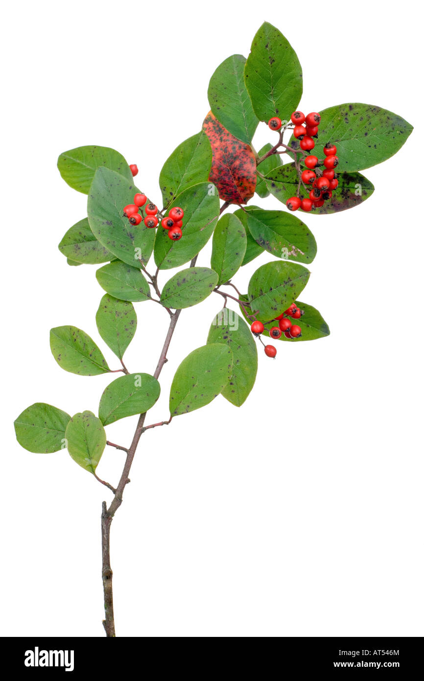 cotoneaster branch with berries isolated on white Stock Photo