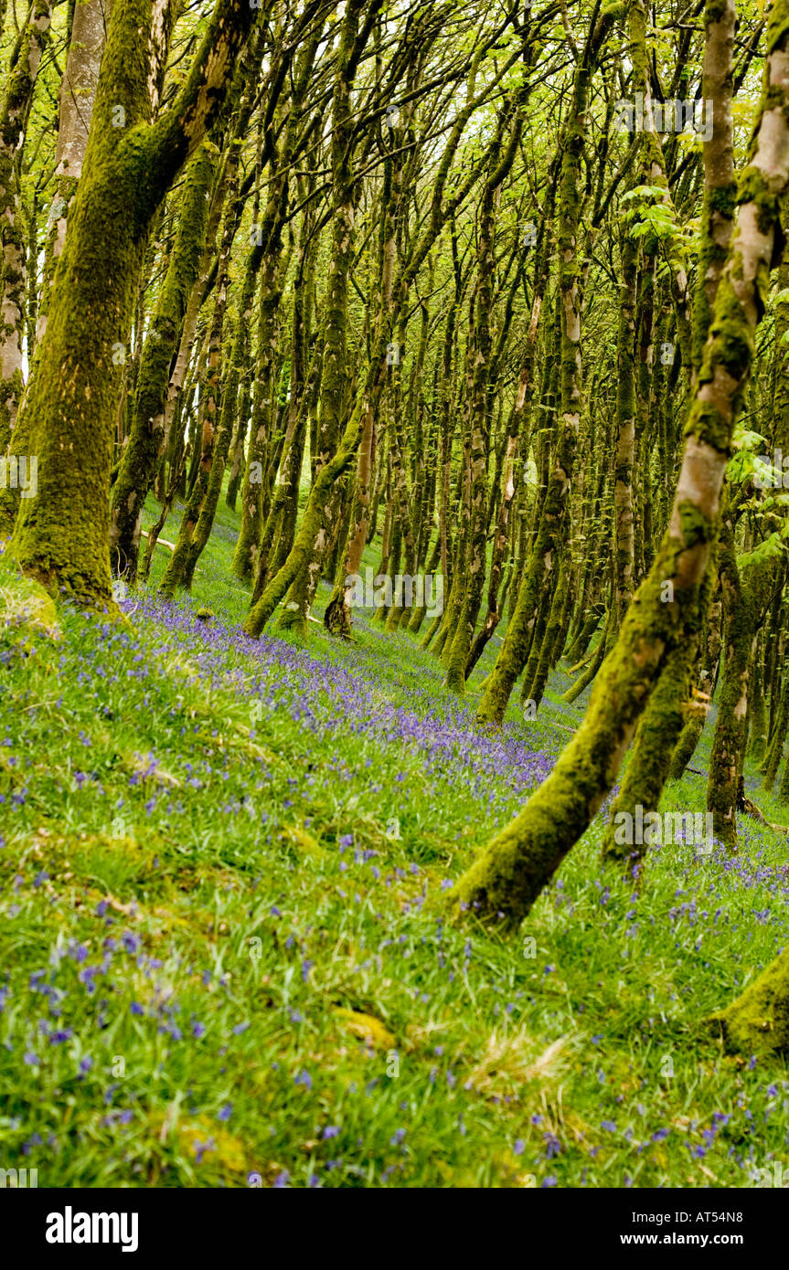 bluebells carpeting a remote woodland in mid wales spring afternoon, west wales UK Stock Photo