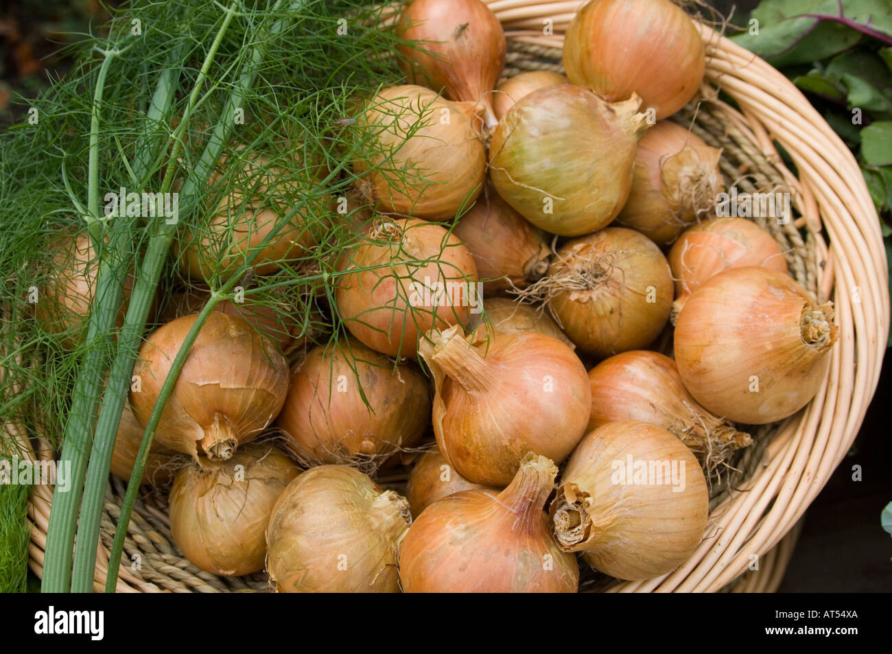 fresh organic home grown  onions in a wicker basket Stock Photo