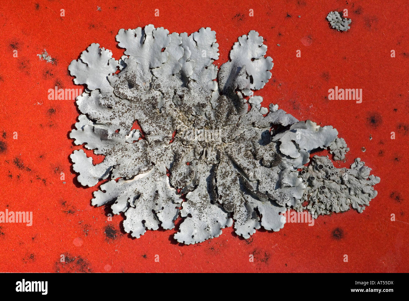 Foliaceous Lichens (Parmelia pastillifera and Physcia aipolia) colonizing a roadsign. Stock Photo