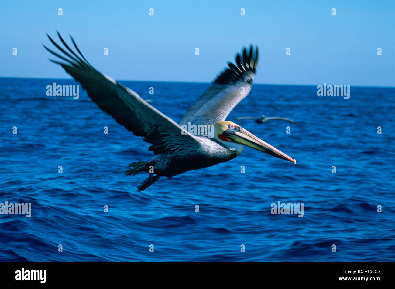 Pelican Baja California Mexico Stock Photo - Alamy