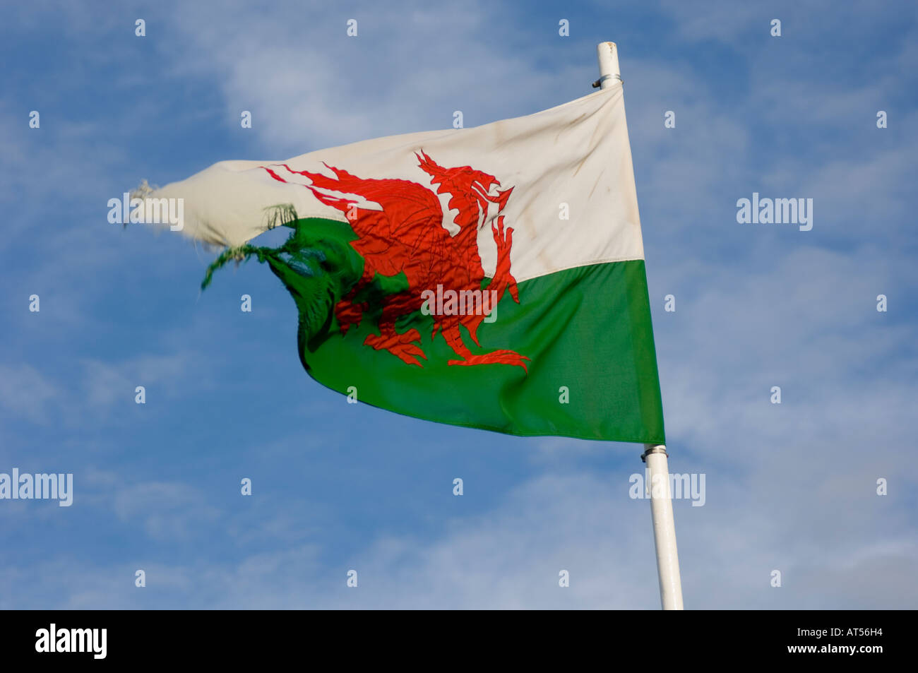 y ddraig goch , the welsh banner with red dragon emblem, national flag of wales; ripped and torn Stock Photo