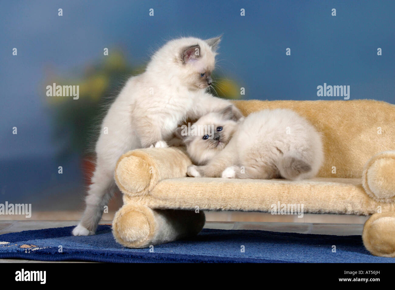 Sacred Cats of Birma kittens 8 weeks blue point Stock Photo
