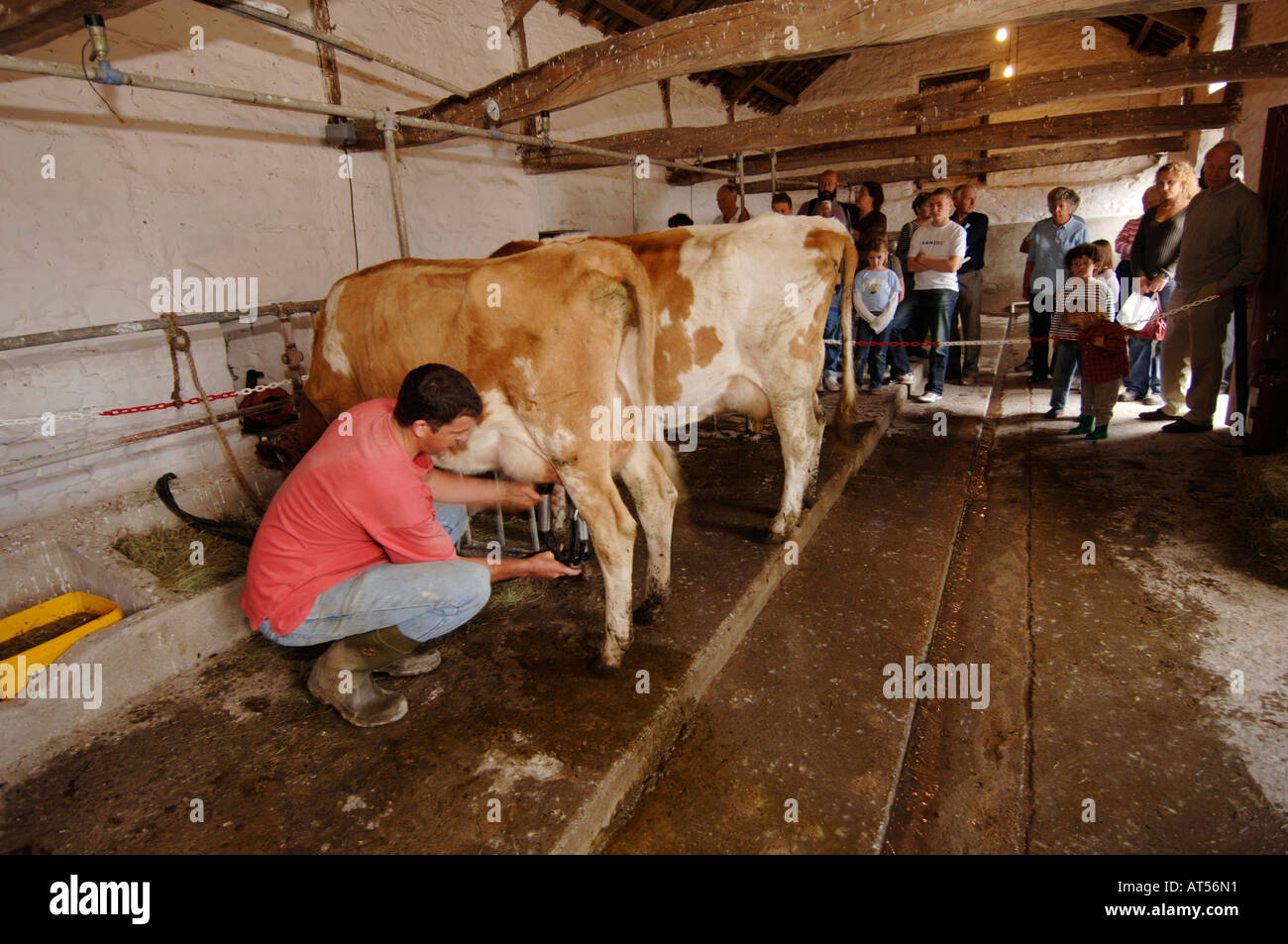 A man demonstrating milking cows by hand at llanerchaeron  ceredigion wales Stock Photo