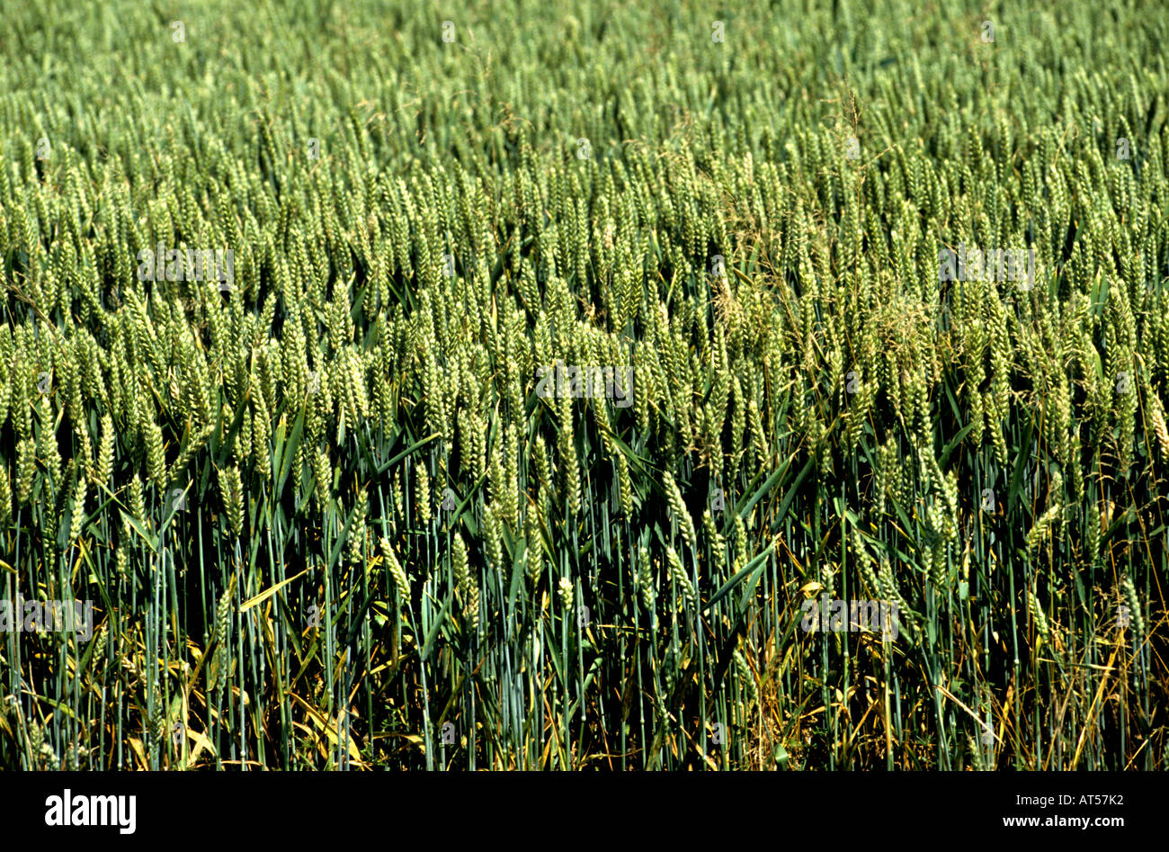 Farmer field hi-res stock photography and images - Alamy