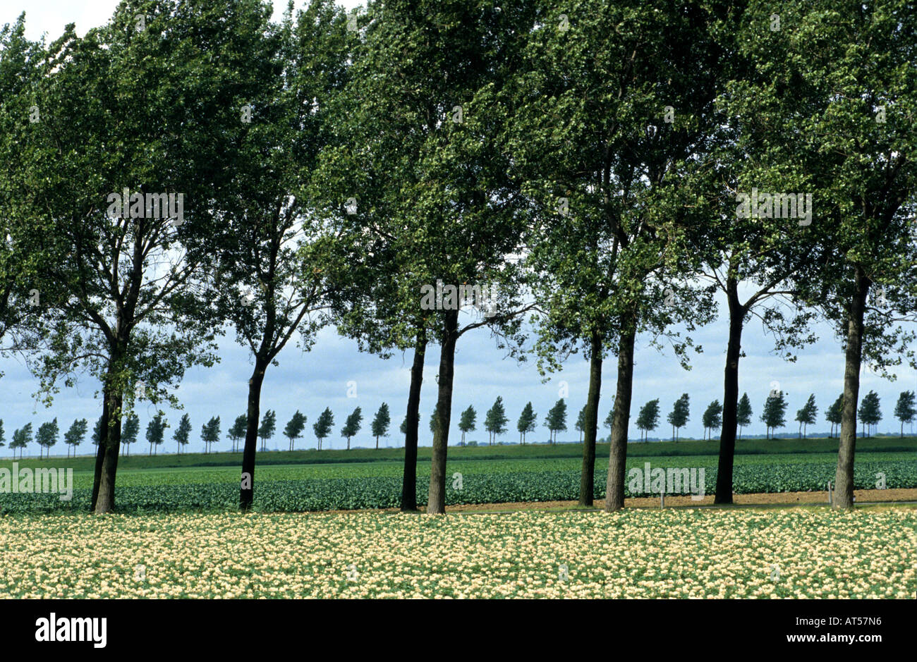 Zeeland Sealand flowers Tree trees Stock Photo Alamy