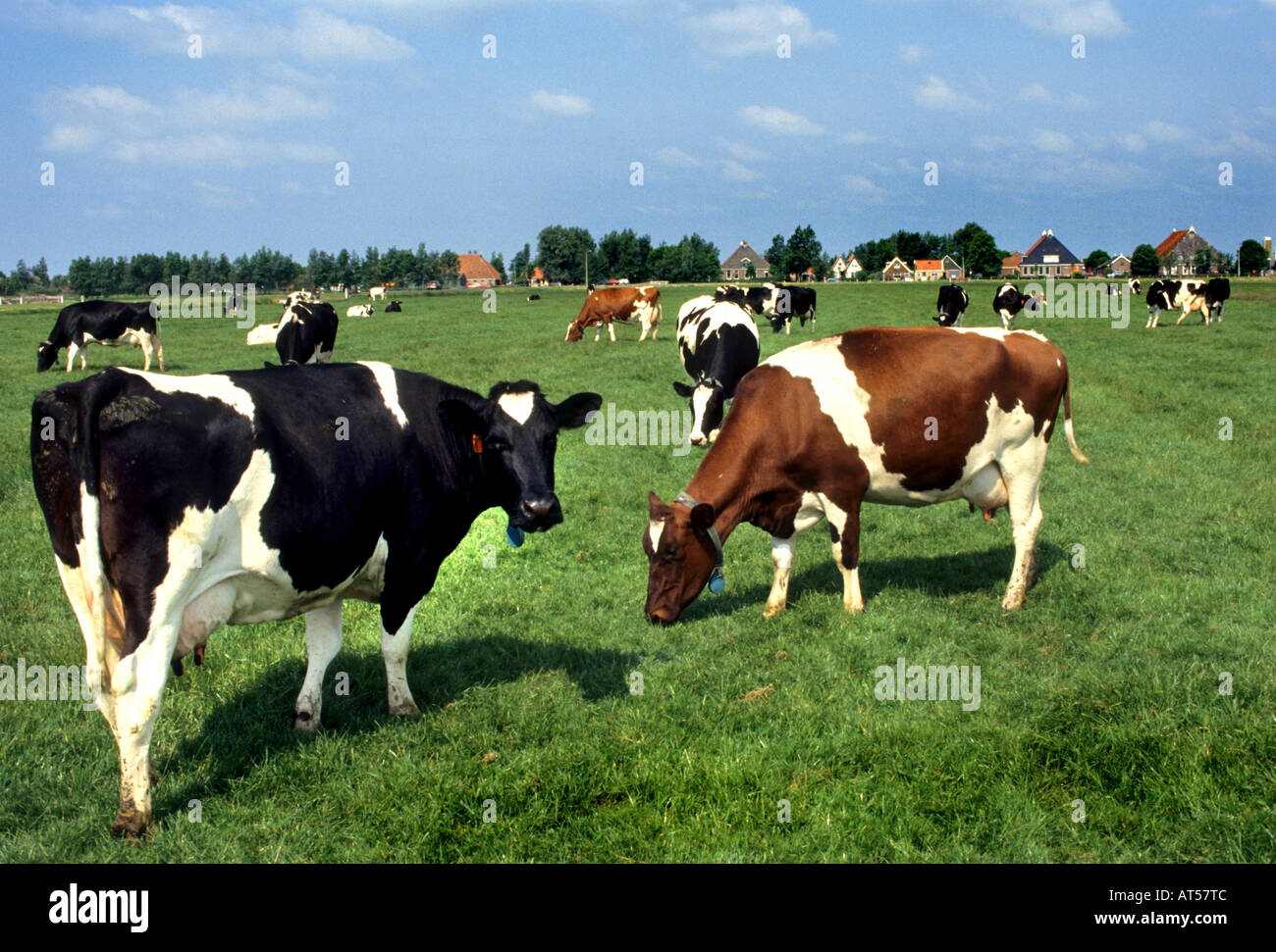 North holland dairy farm milk hires stock photography and images Alamy