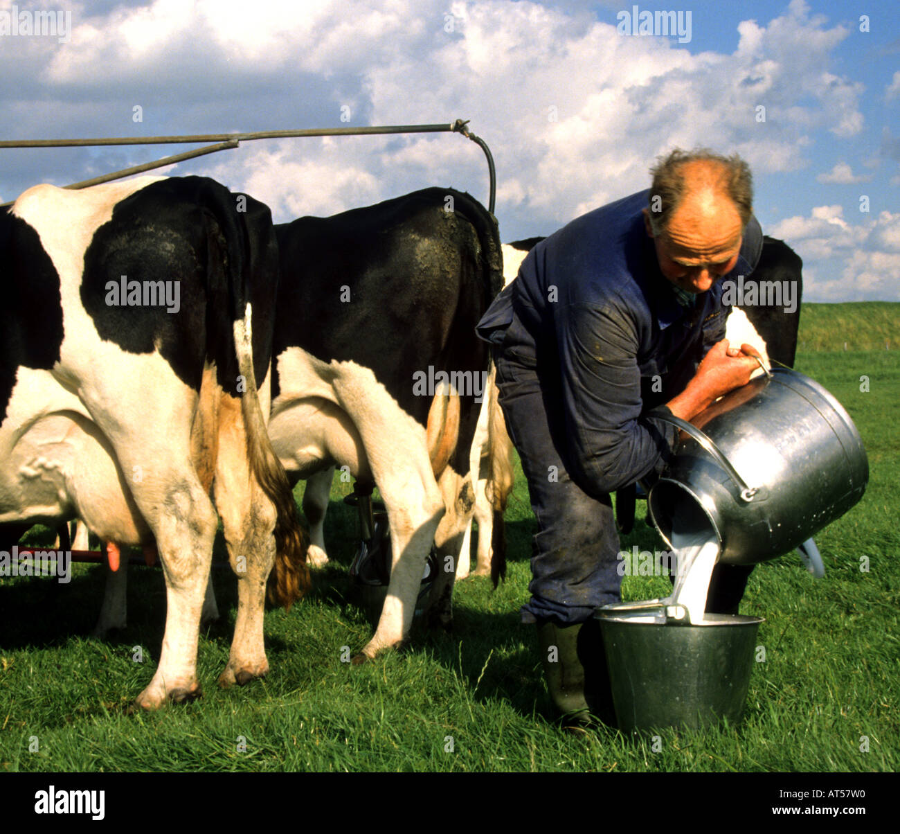 Netherlands dairy farm milk milking machine farmer Holland Stock Photo