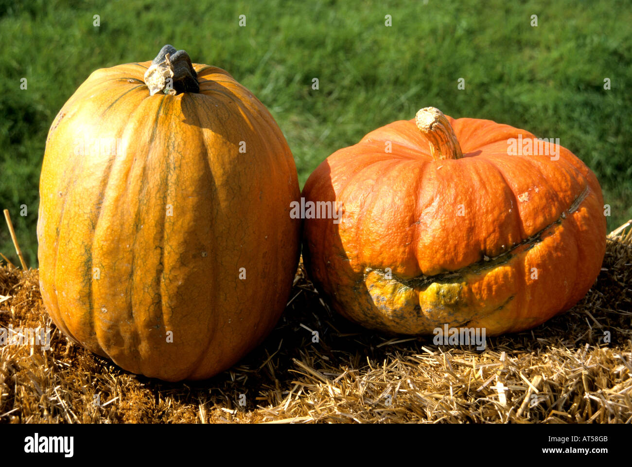 Netherlands Holland pumpkins gourds pumpkin gourd Stock Photo - Alamy