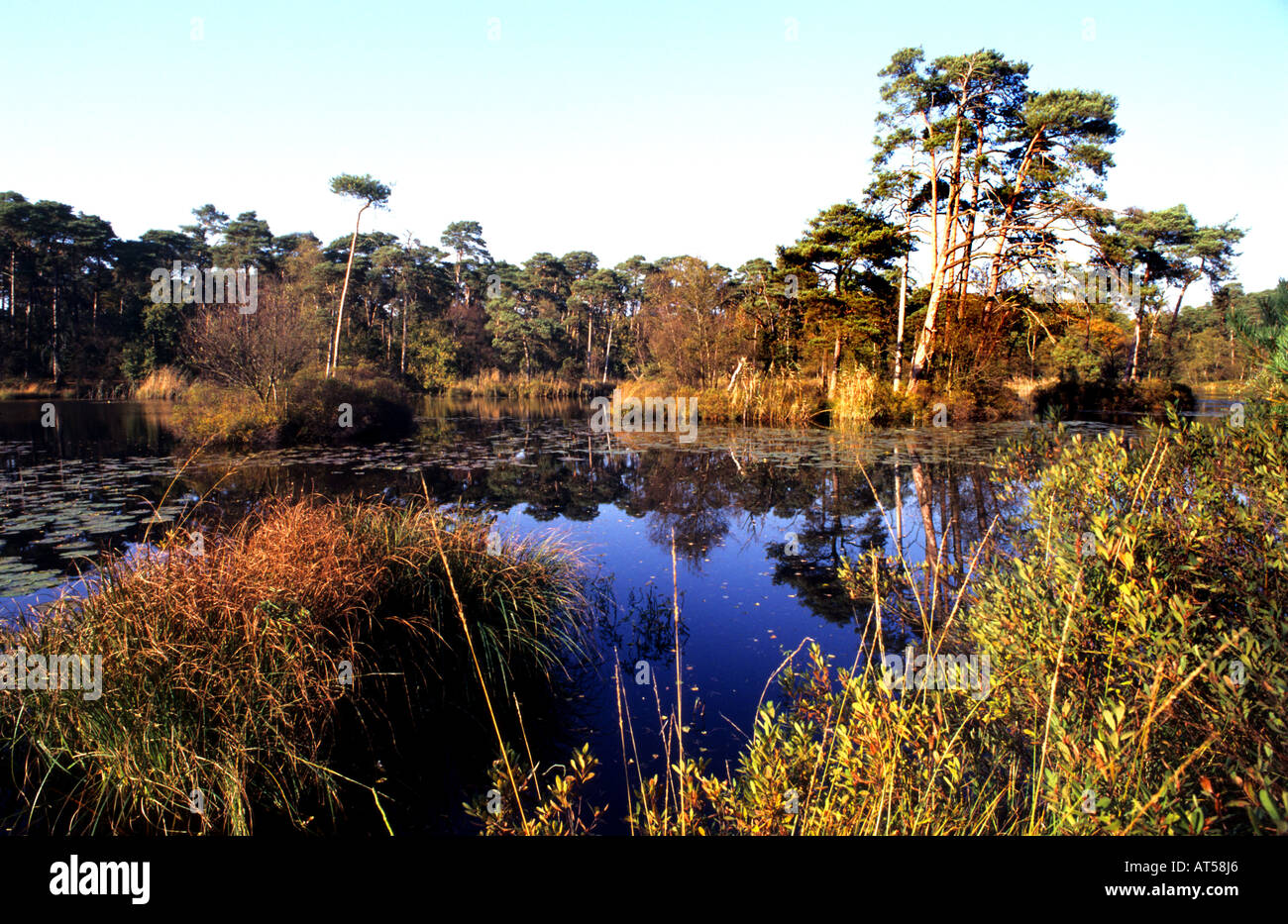 oisterwijk-are-the-oisterwijkse-bossen-en-vennen-the-reserves-are-owned