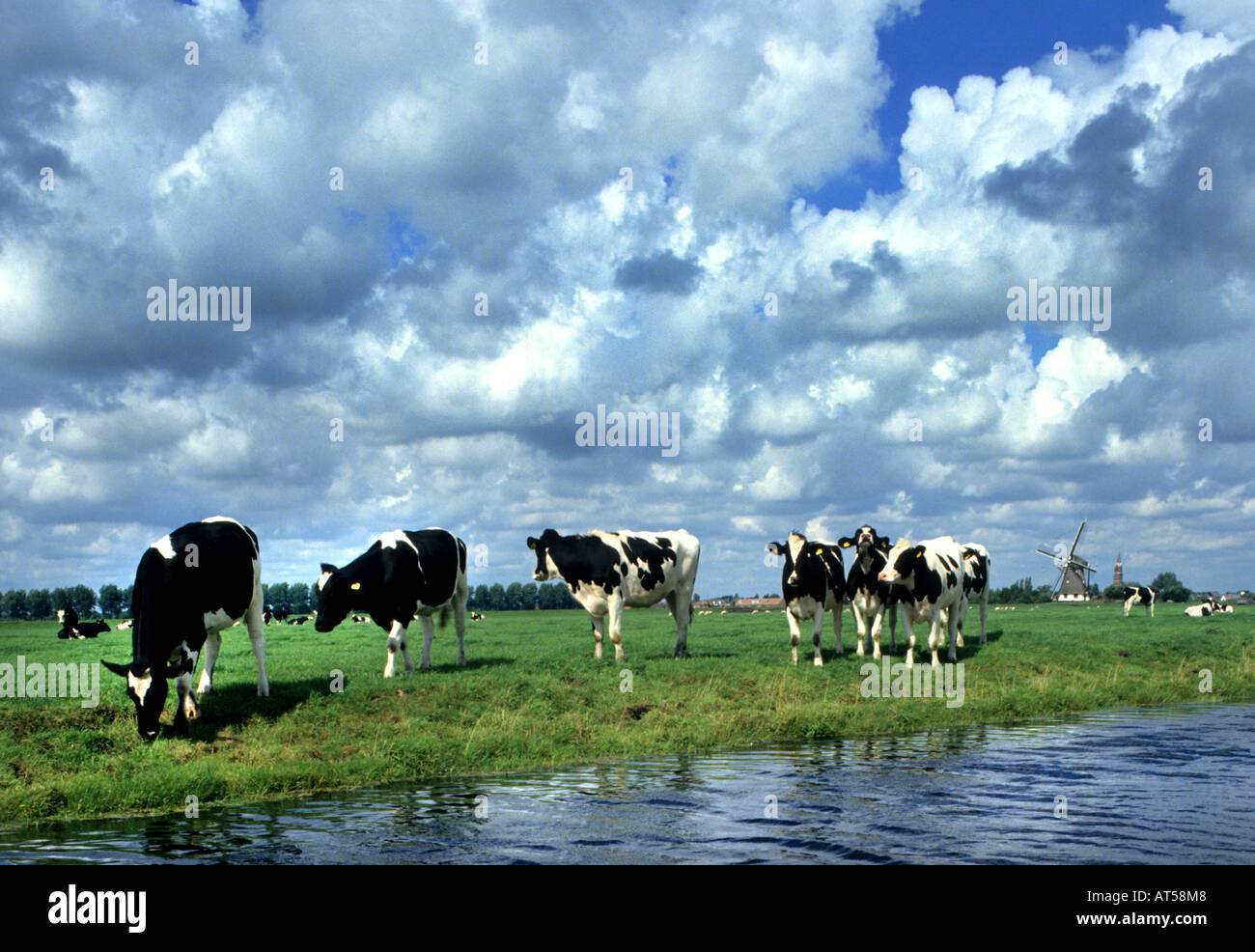 North South Holland cow cows Netherlands Holland Farmer Farm agriculture Stock Photo