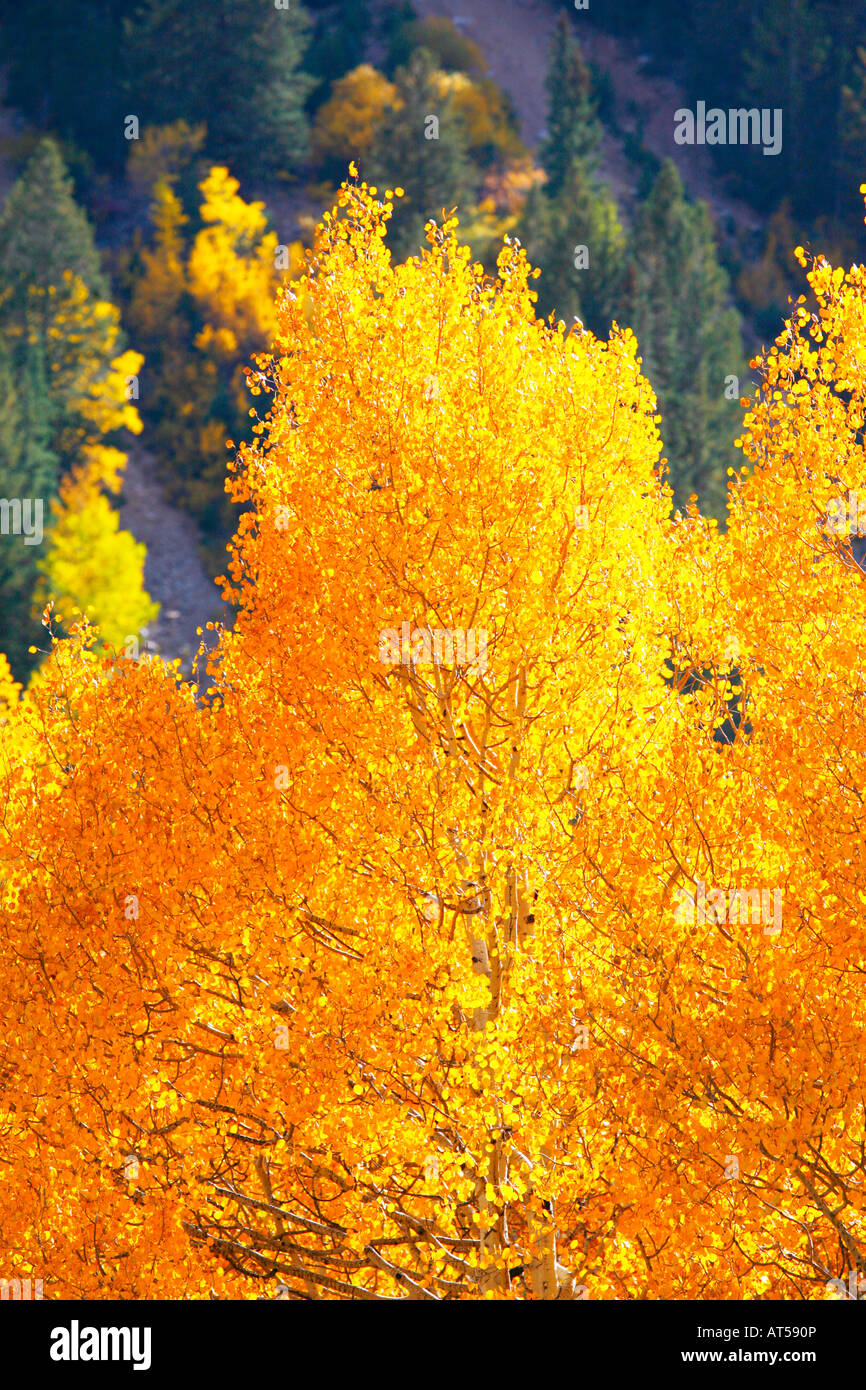 San Isabel National Forest, Colorado Stock Photo Alamy