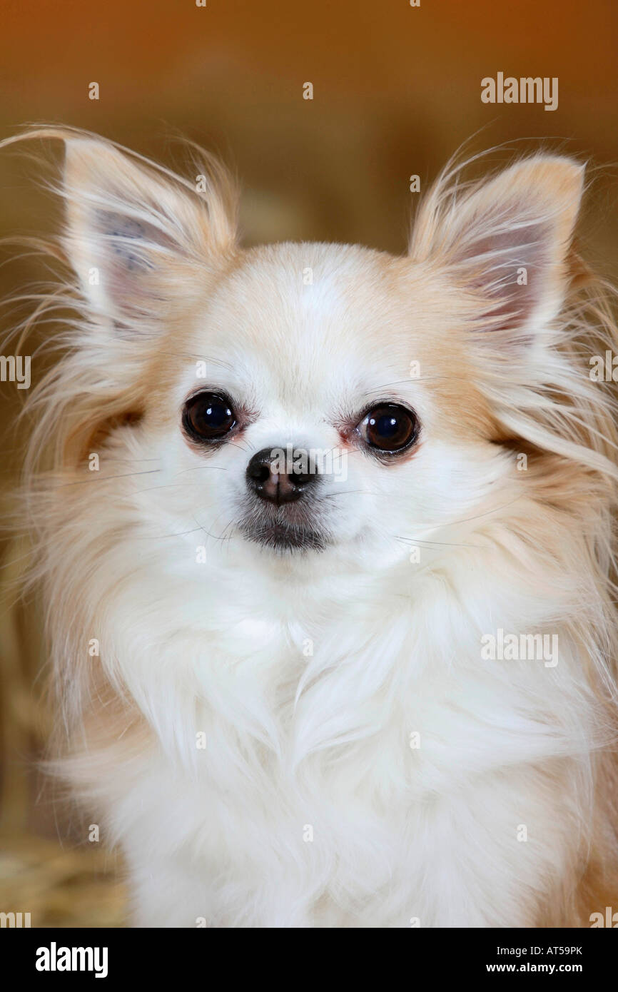 Chihuahua longhaired 8 years old Stock Photo