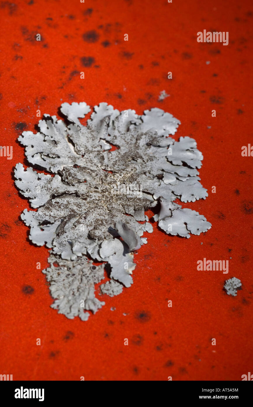 Foliaceous Lichens (Parmelia pastillifera and Physcia aipolia) colonizing a roadsign. Stock Photo