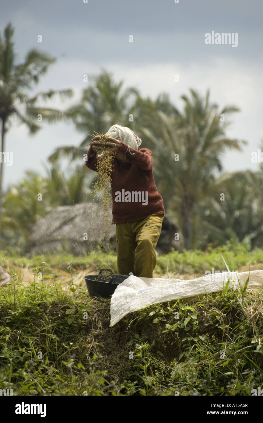 Woman working in rice fields in Java Stock Photo