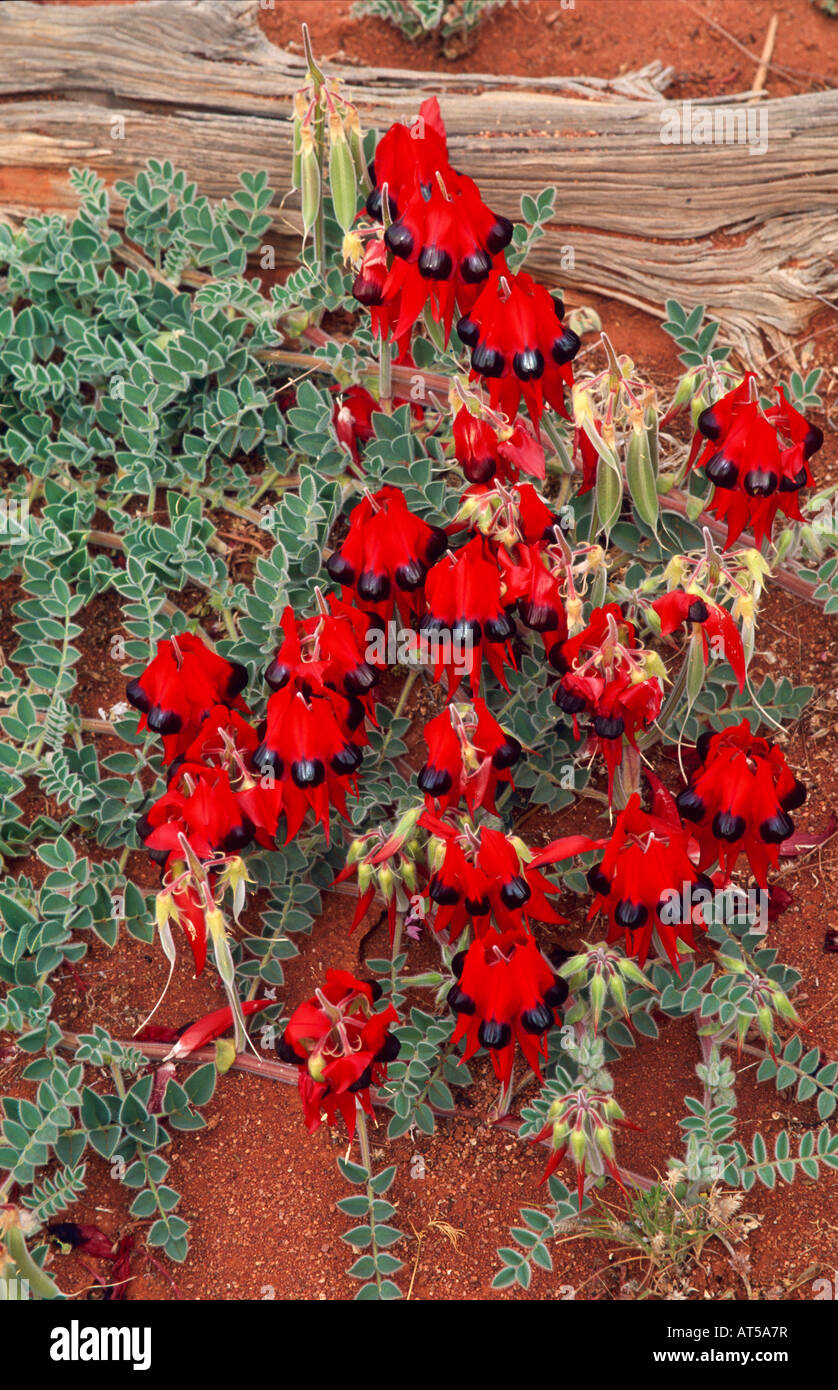 “Sturt’s Desert Pea”, outback Australia Stock Photo