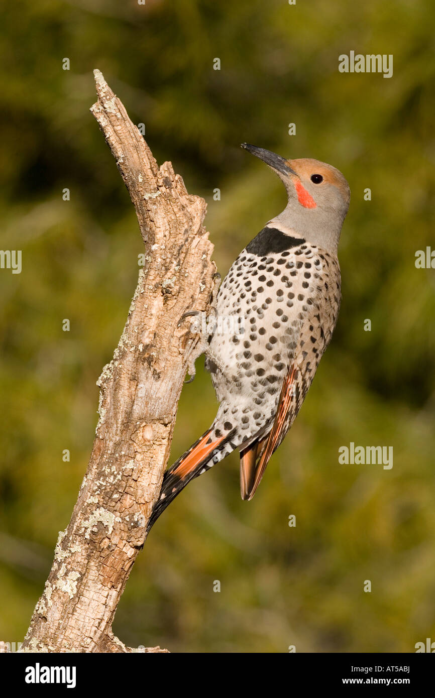 Northern Flicker red-shafted male, Colaptes auratus, on lichen covered snag. Stock Photo