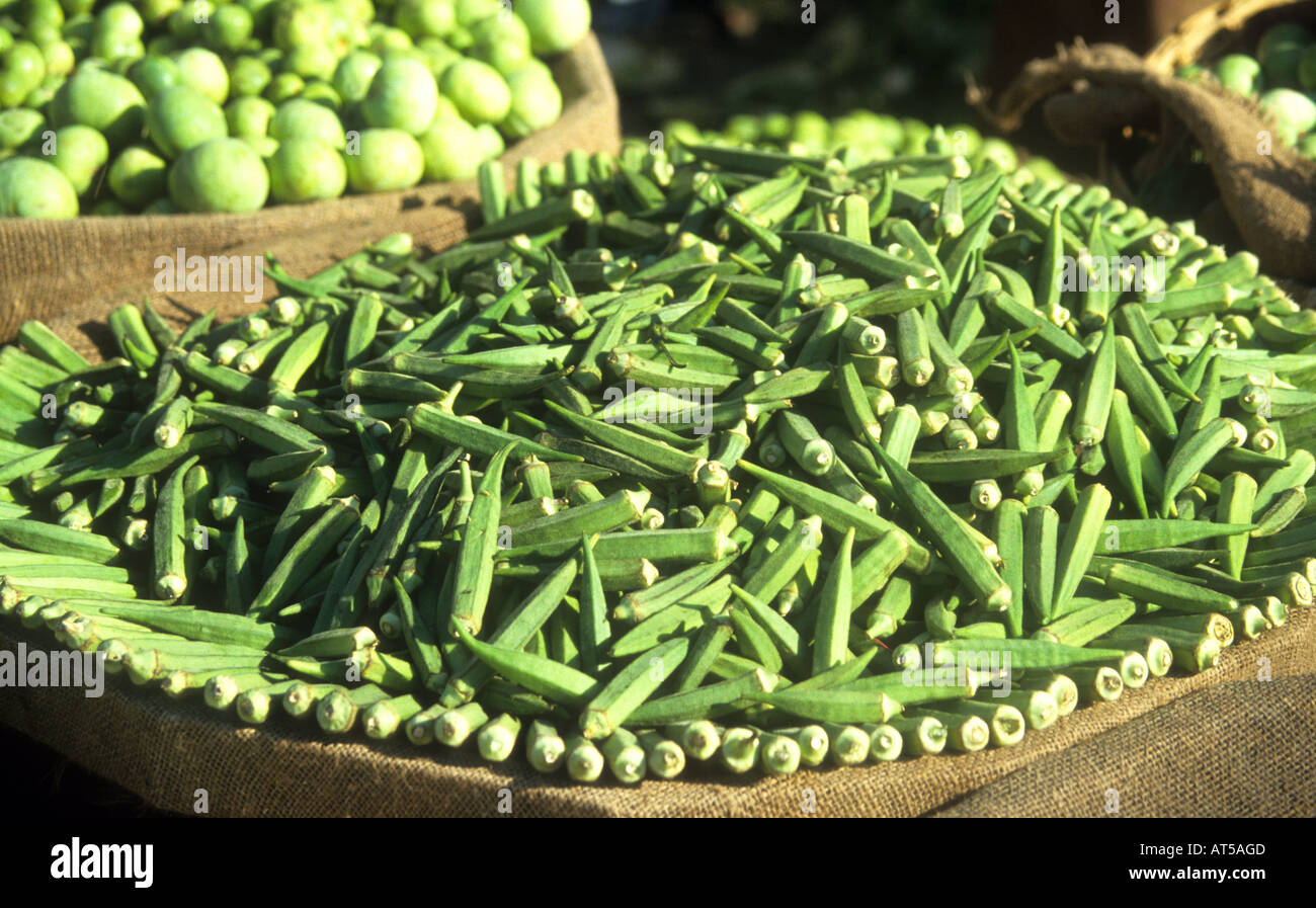 The vegetable Okra ,or Bhindi,is commonly referred to as Ladies Fingers in India Stock Photo