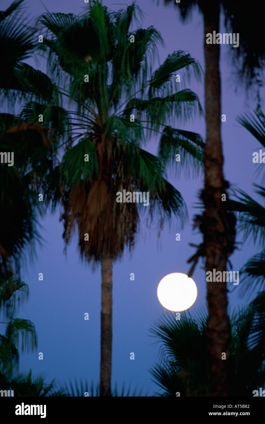 Palm tree with full moon Stock Photo - Alamy