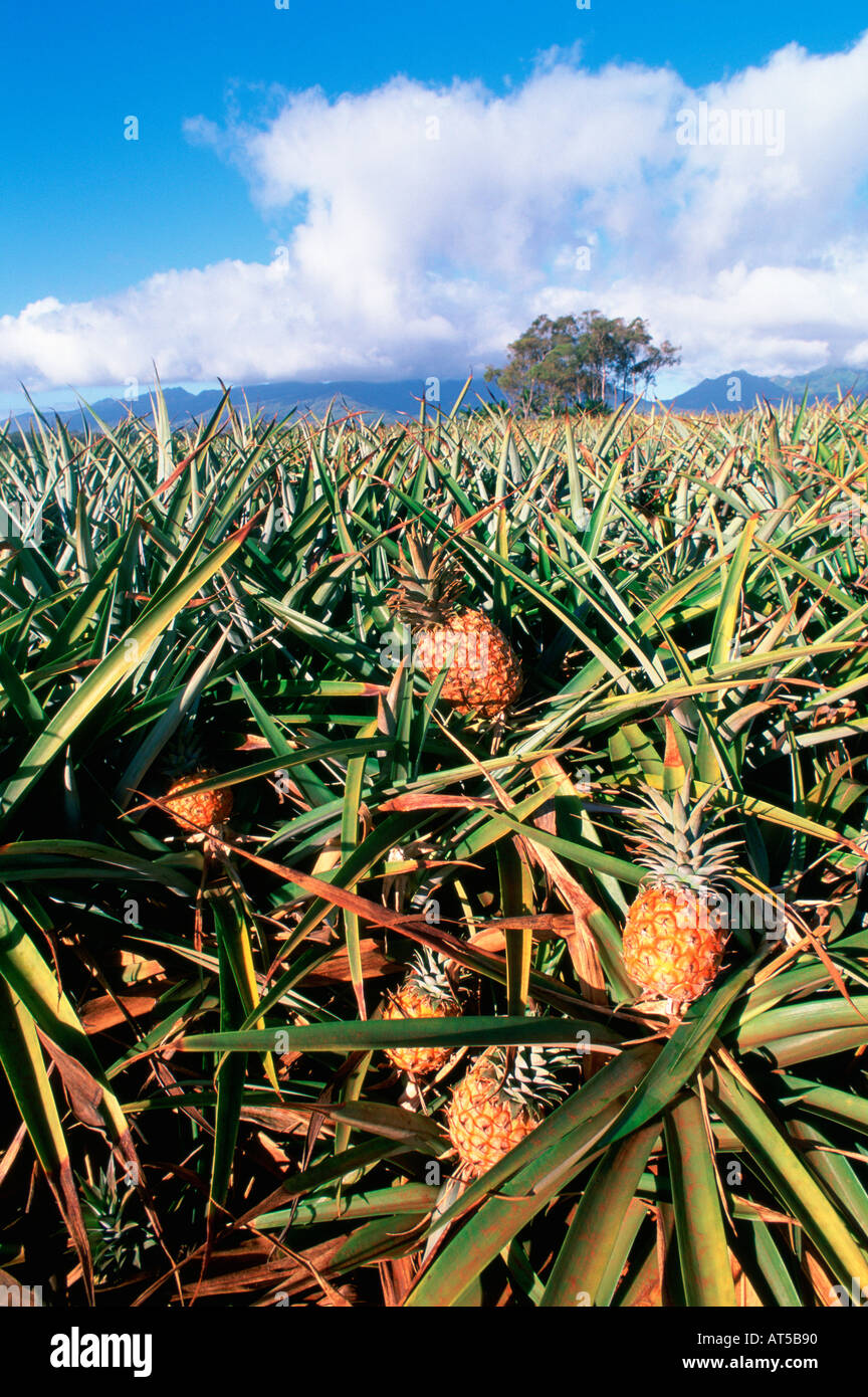 Pineapple Fields Oahu Hawaii Stock Photo Alamy