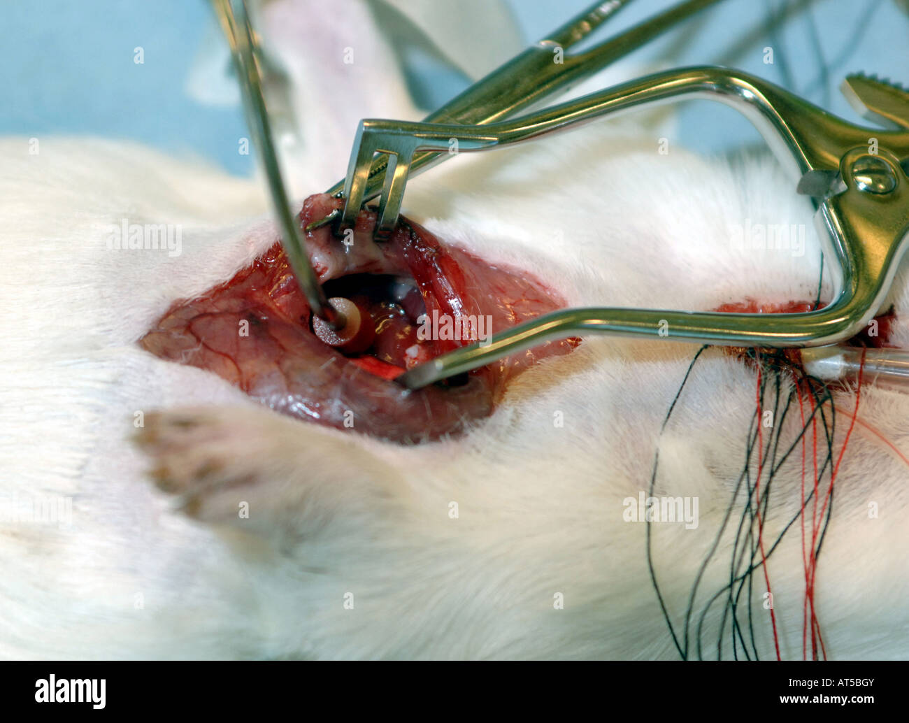 VIVISECTION MEDICAL  EXPERIMENT ON A RAT'S HEART Stock Photo