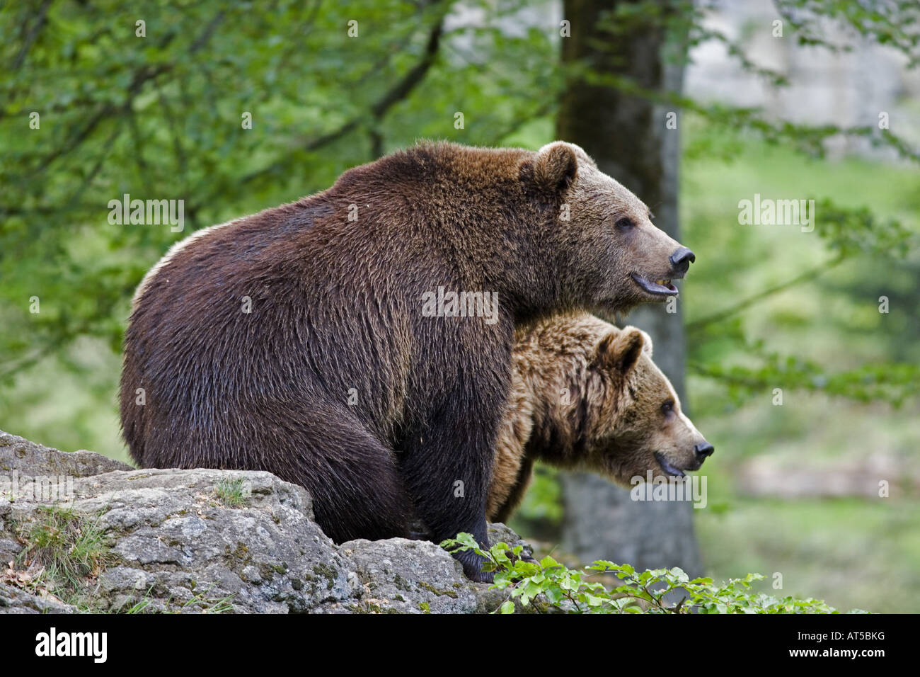 zoology / animals, mammal / mammalian, Ursidae, Brown Bear  (Ursus arctos), two bears sitting on rock, national park, Bavarian Forest, Germany, distribution: Europe and Asia, Additional-Rights-Clearance-Info-Not-Available Stock Photo