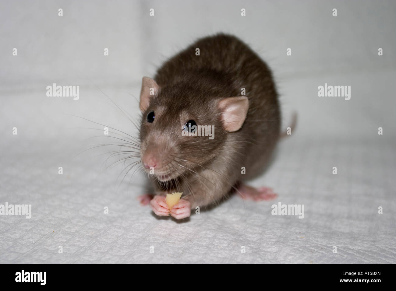 rat dambo pet Dumbo Stock Photo