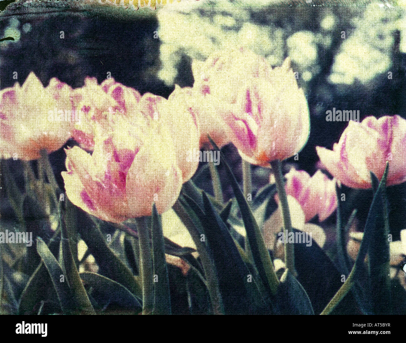 Polaroid Transfer image of Tulips Stock Photo