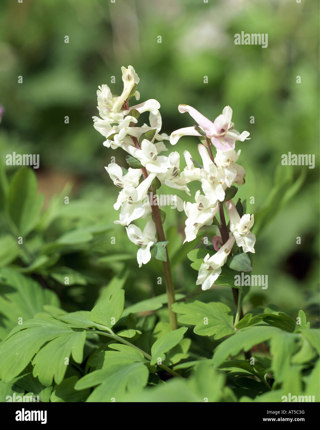 botany, Corydalis, (Corydalis), Corydalis cava, (Corydalis cava), blossom, Additional-Rights-Clearance-Info-Not-Available Stock Photo