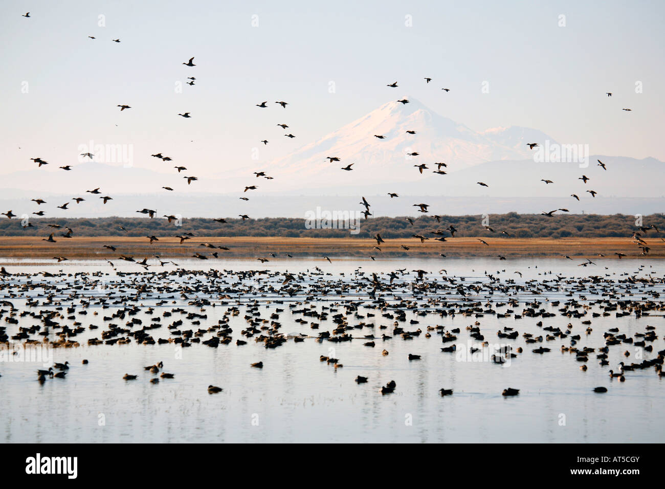 Mount Shasta and migratory birds in Lower Klamath Basin National