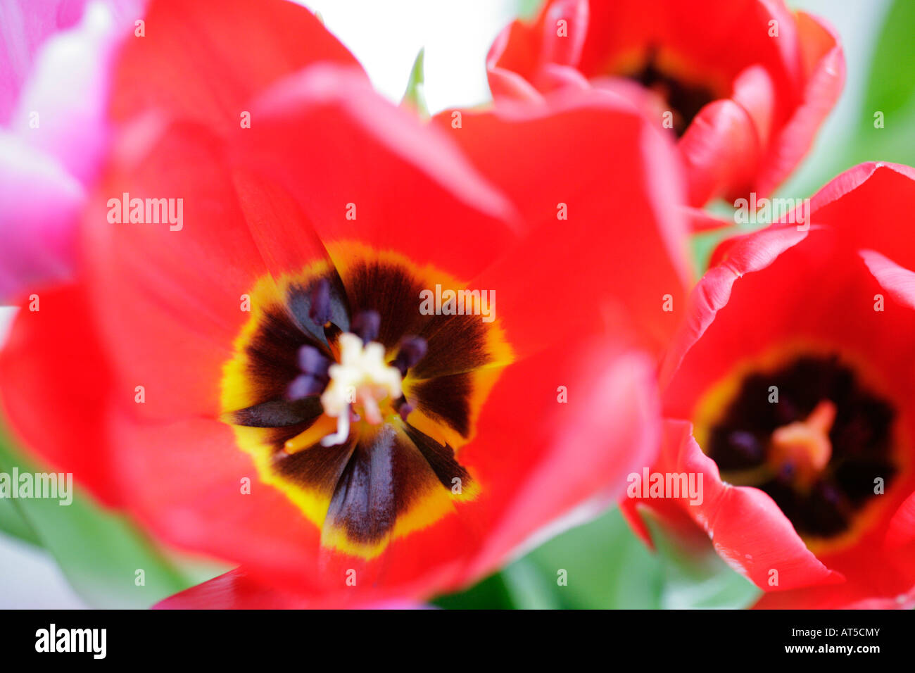 Close up of a red tulip Stock Photo - Alamy