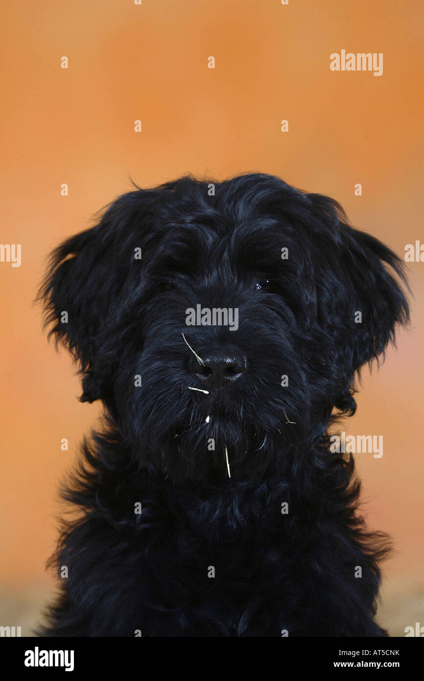 Briard puppy 14 weeks Berger de Brie Stock Photo Alamy