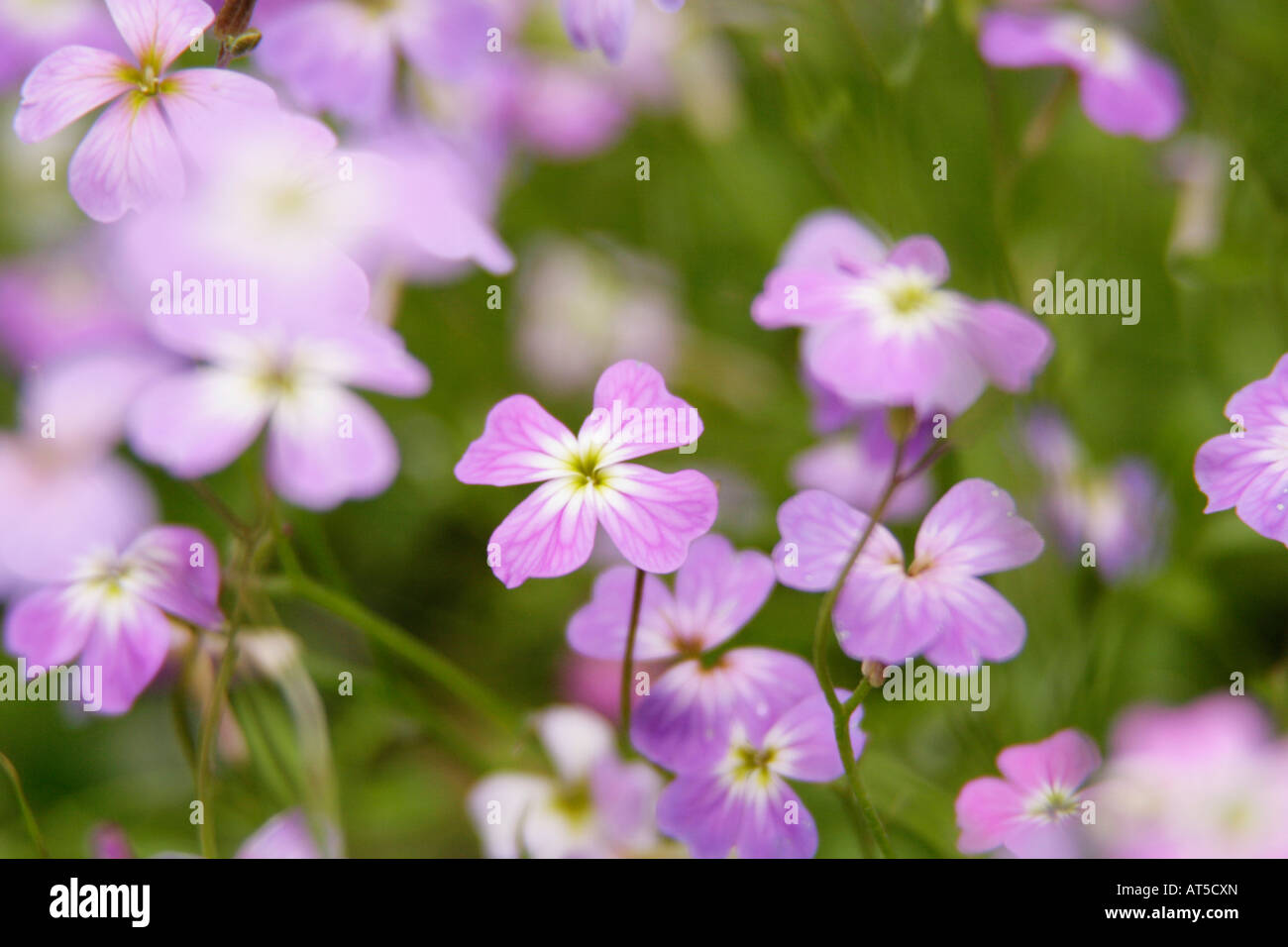 Purple wild grass hi-res stock photography and images - Alamy