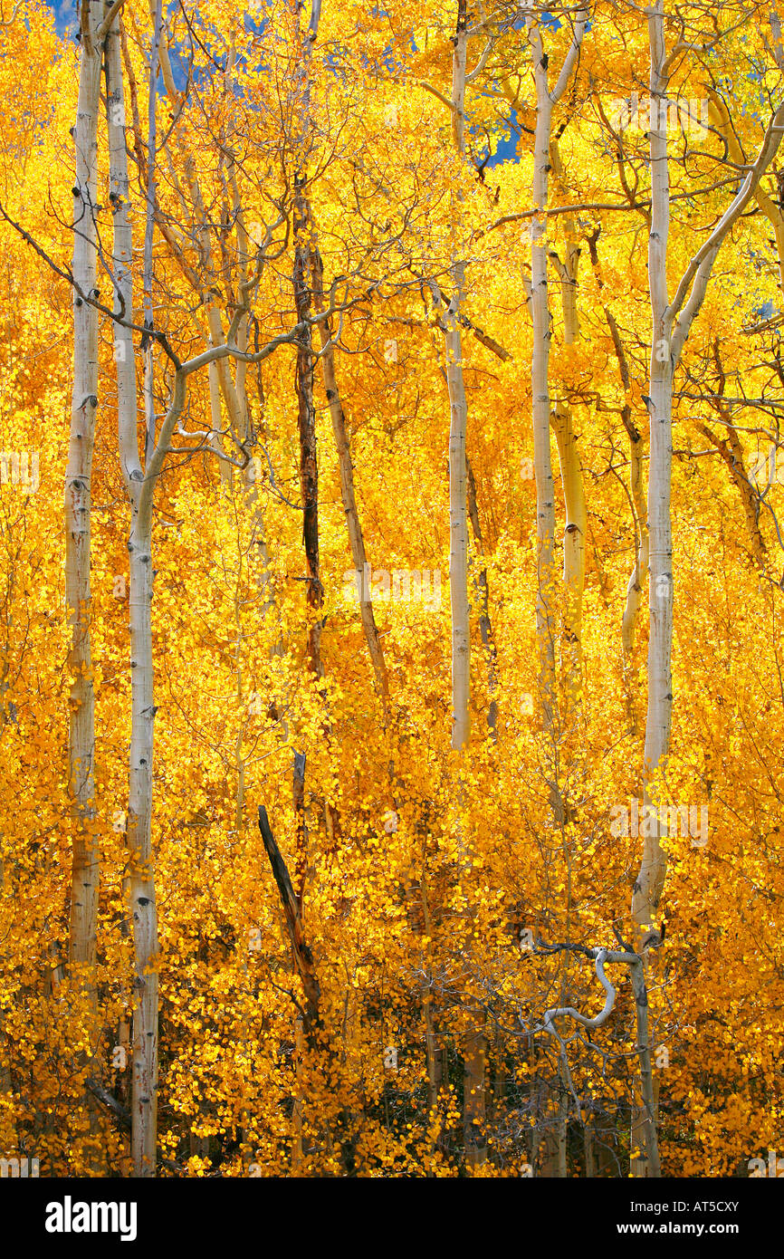 San Isabel National Forest, Colorado Stock Photo - Alamy