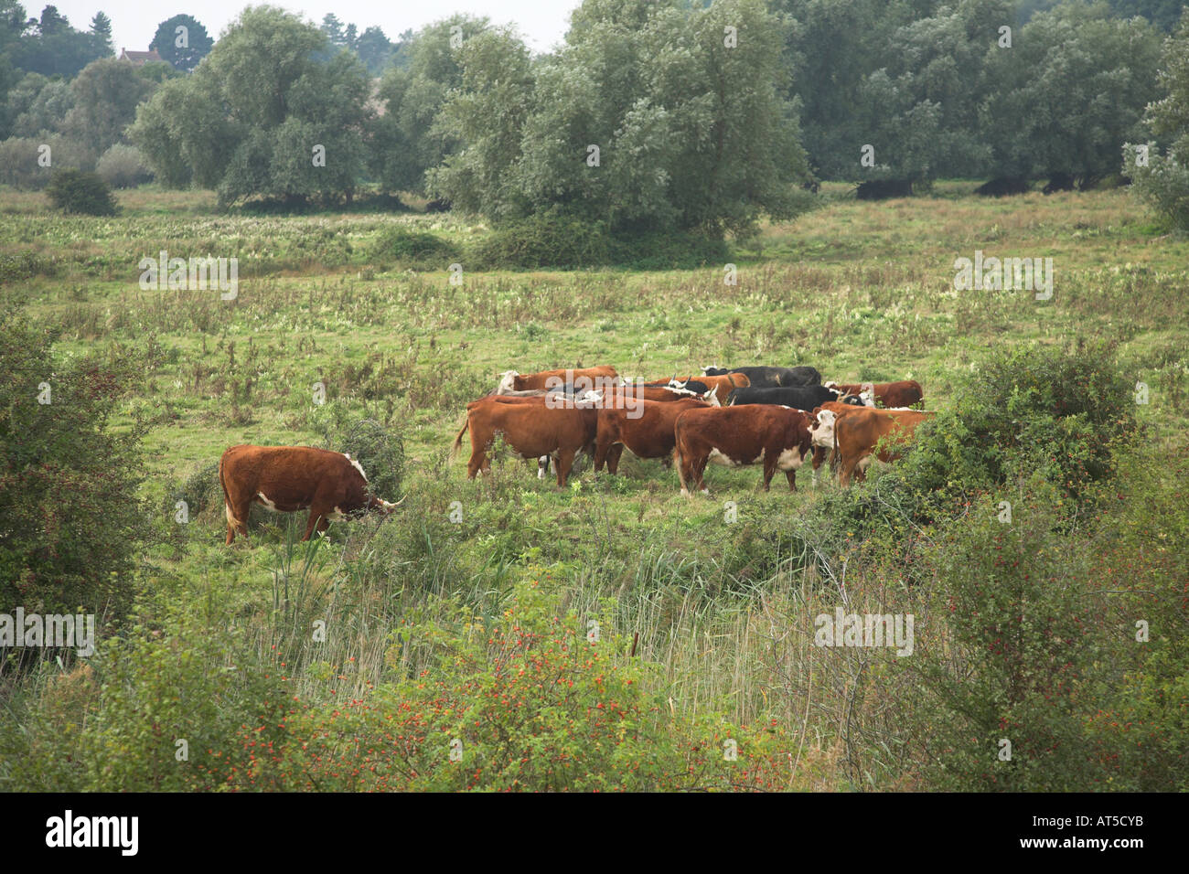 Farming on murray river hi-res stock photography and images - Alamy