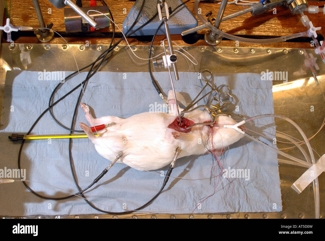 MEDICAL EXPERIMENT ON A RAT TO HELP TREAT HEART DISEASE Stock Photo