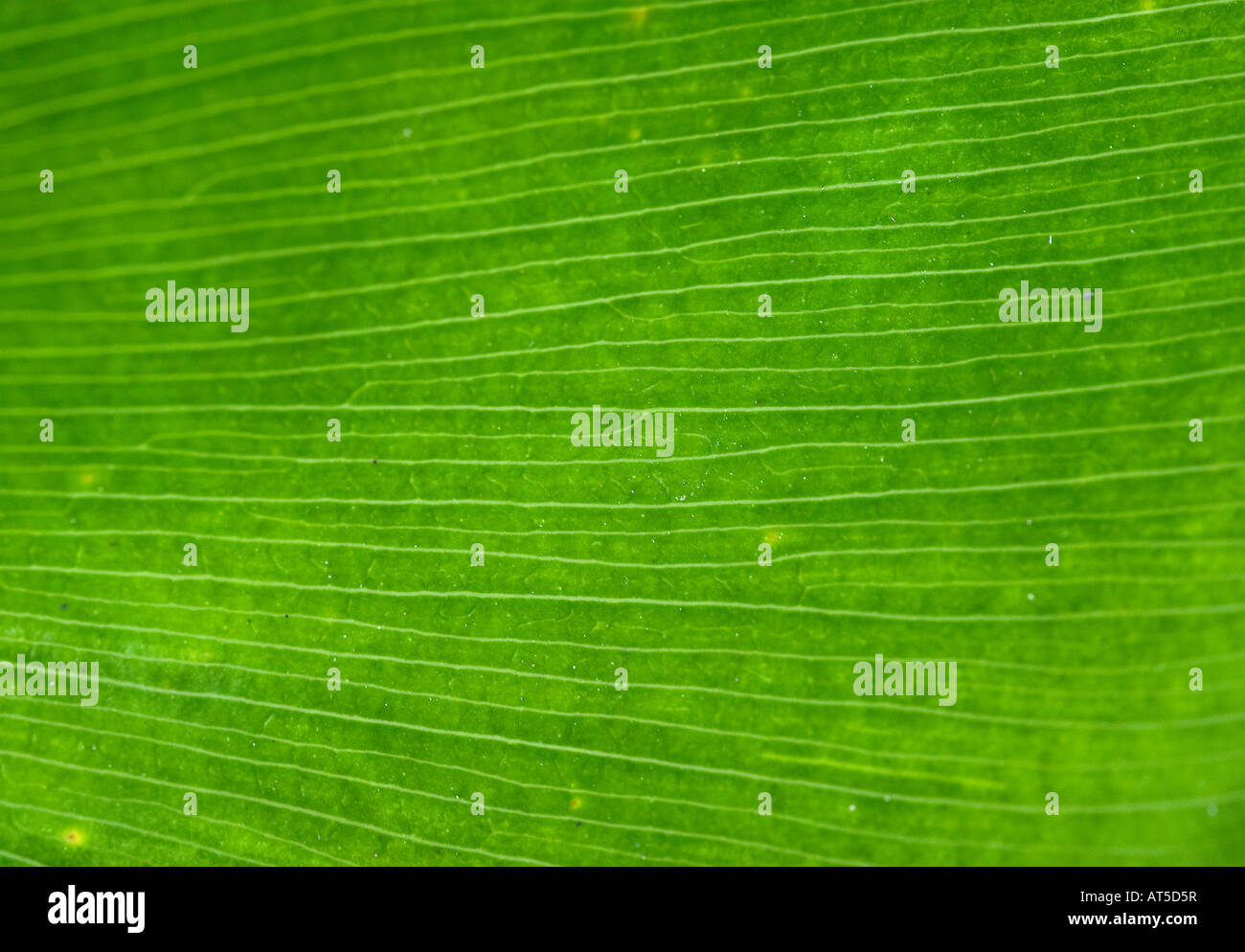 beautiful green palm leaf nature background image Stock Photo