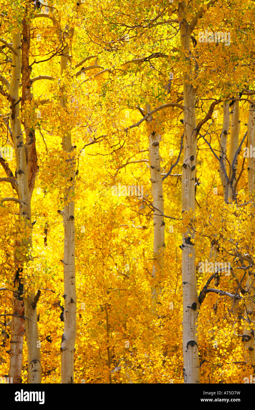 San Isabel National Forest, Colorado Stock Photo - Alamy