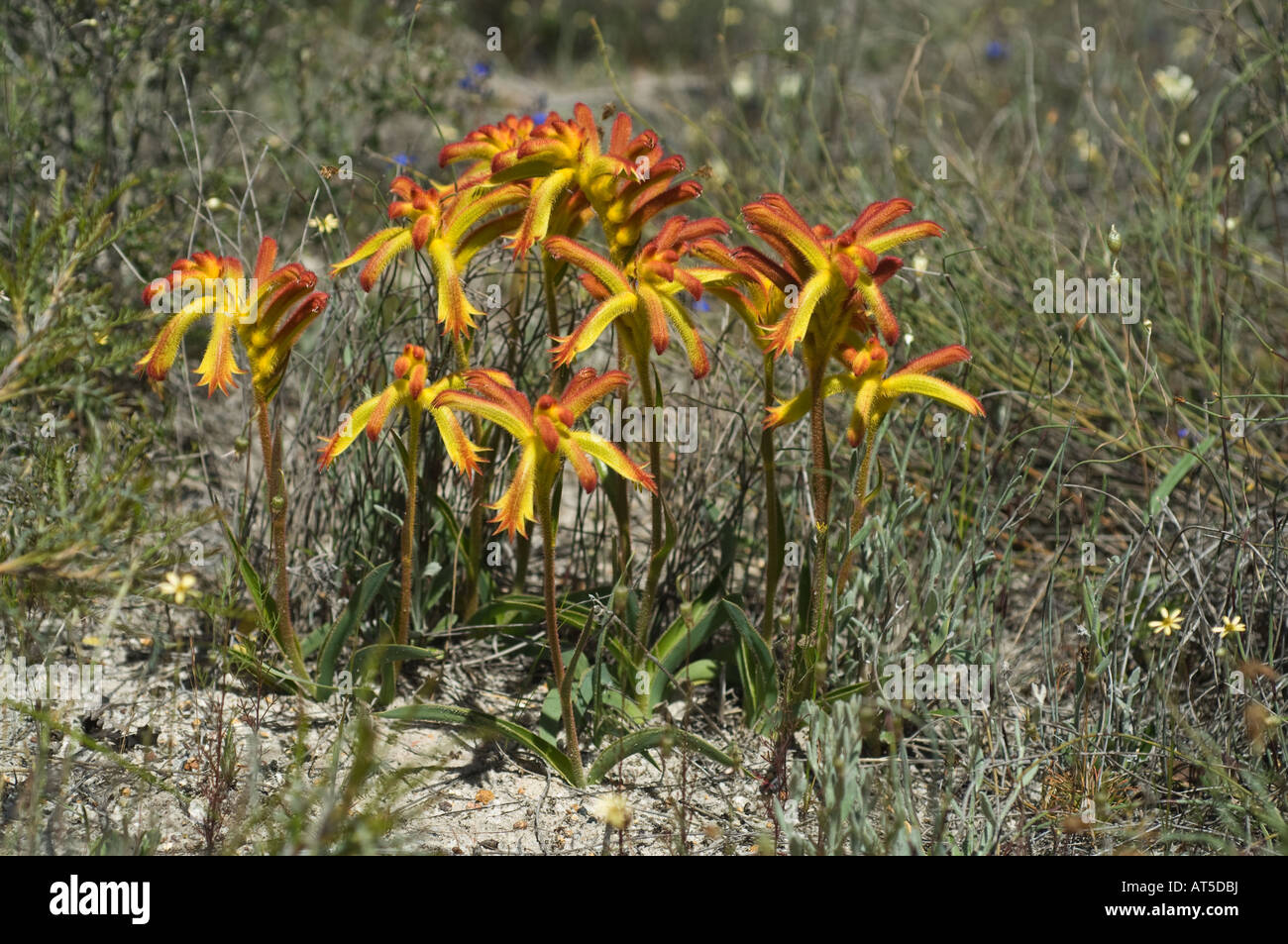 Cat's Paw (Anigozanthos humilis) flowers, Yilliminning Rock Reserve Western Australia September Stock Photo
